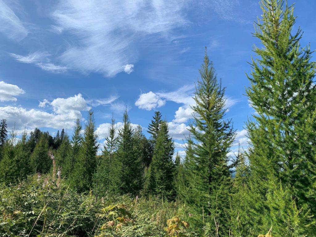Young trees in the forest