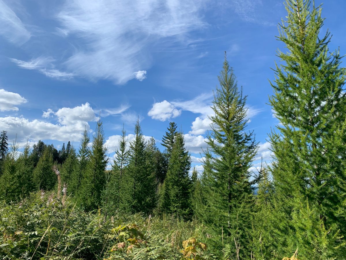 Young trees in the forest