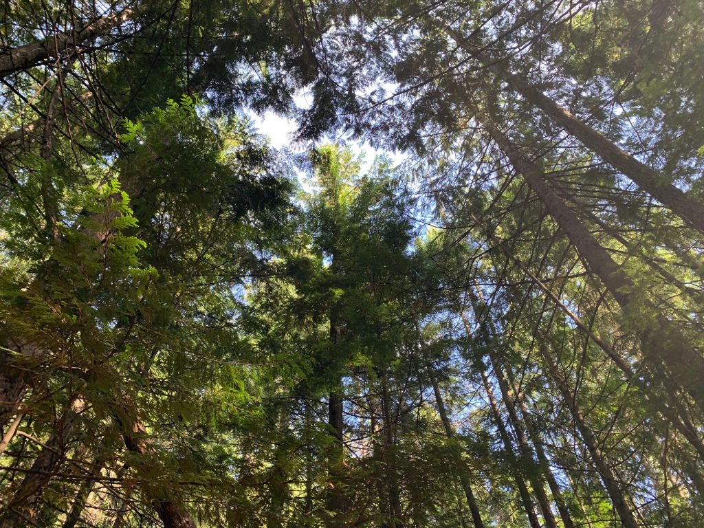 looking up at trees in a forest