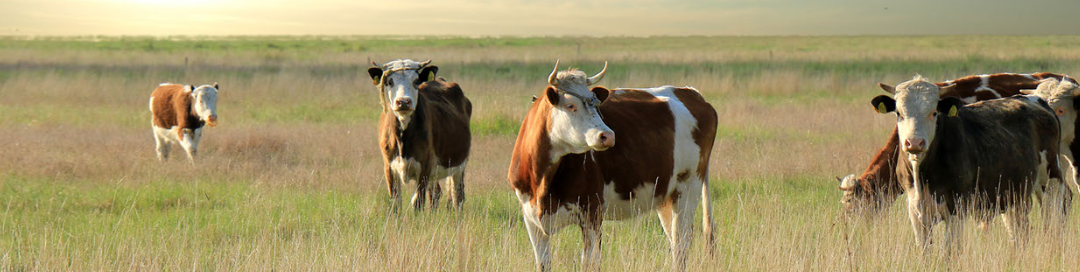Grazing, Farming, & Conservation Leasing