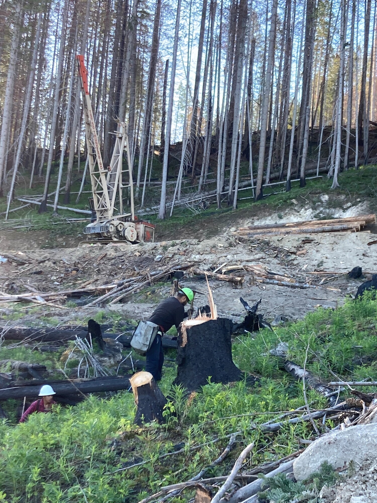 Planting seedlings in burned timberland to rebuild the forest