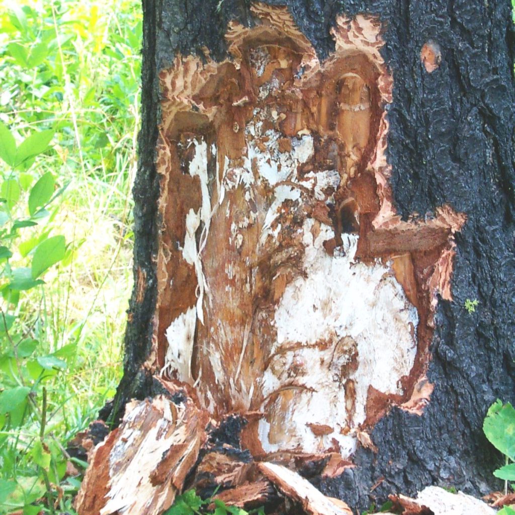 Armillaria