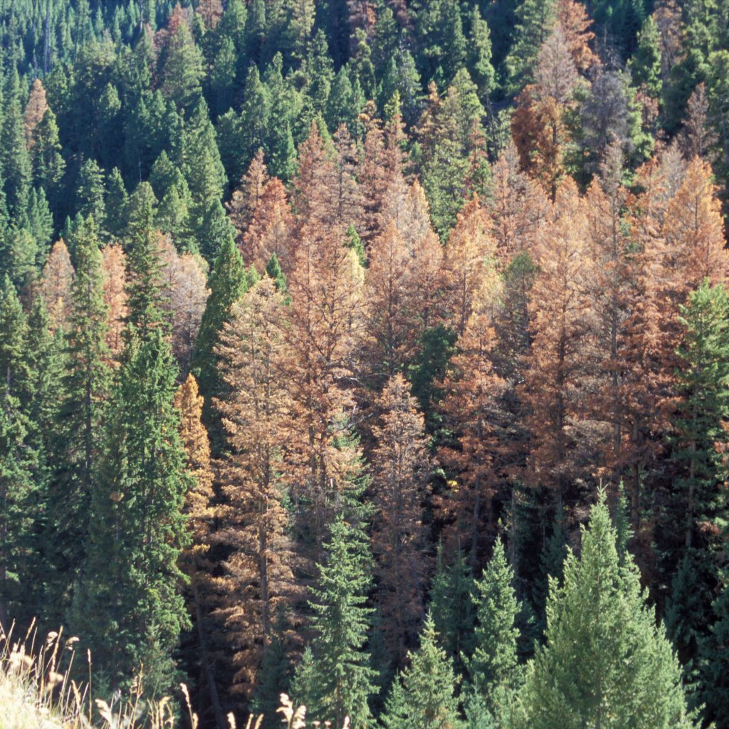 Bark Beetles