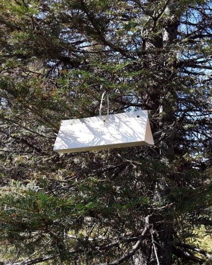 DFTM Trap in Tree