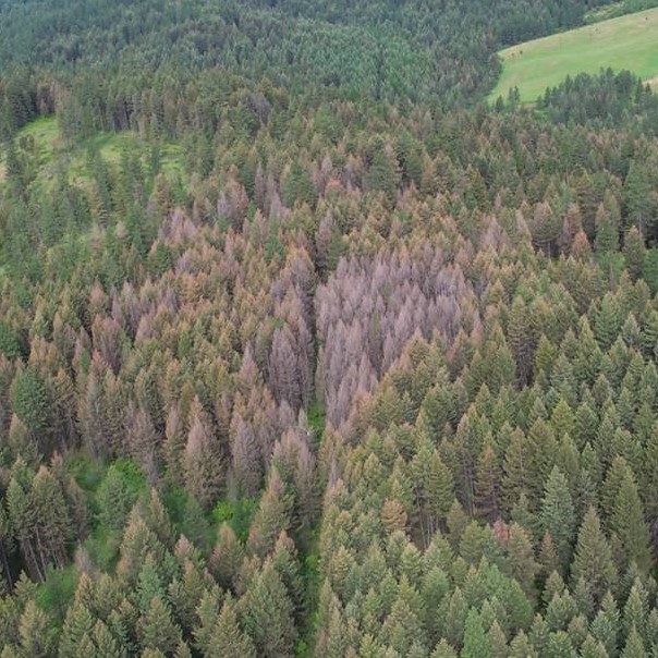 Defoliators