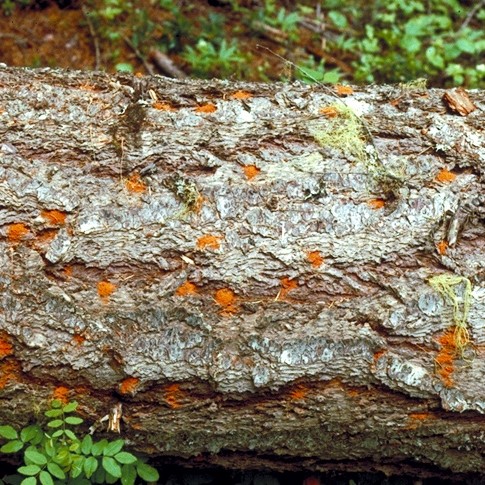 Douglas-Fir Beetle