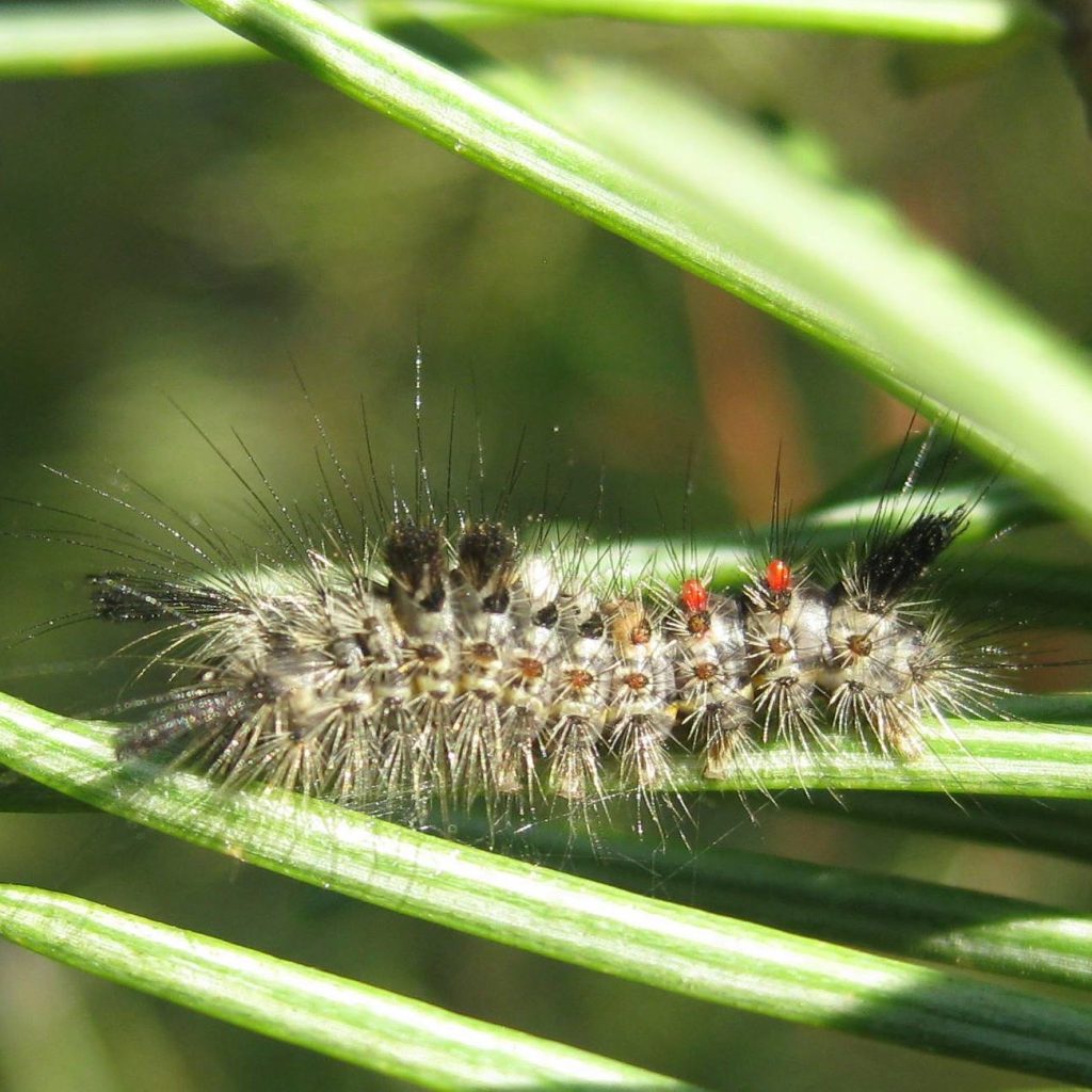 Douglas Fir Tussock Moth