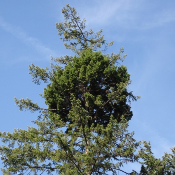 Dwarf Mistletoe