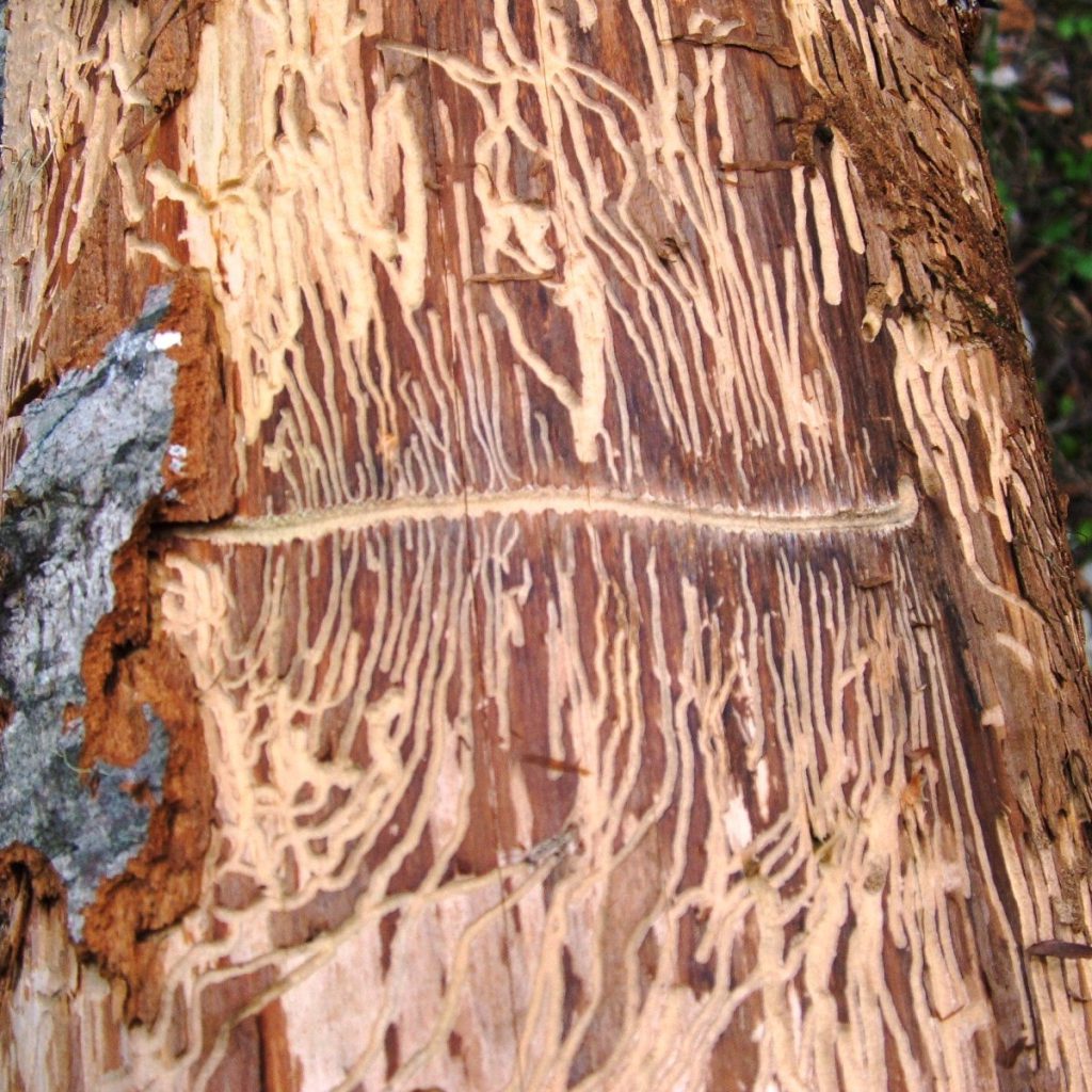 Fir Engraver