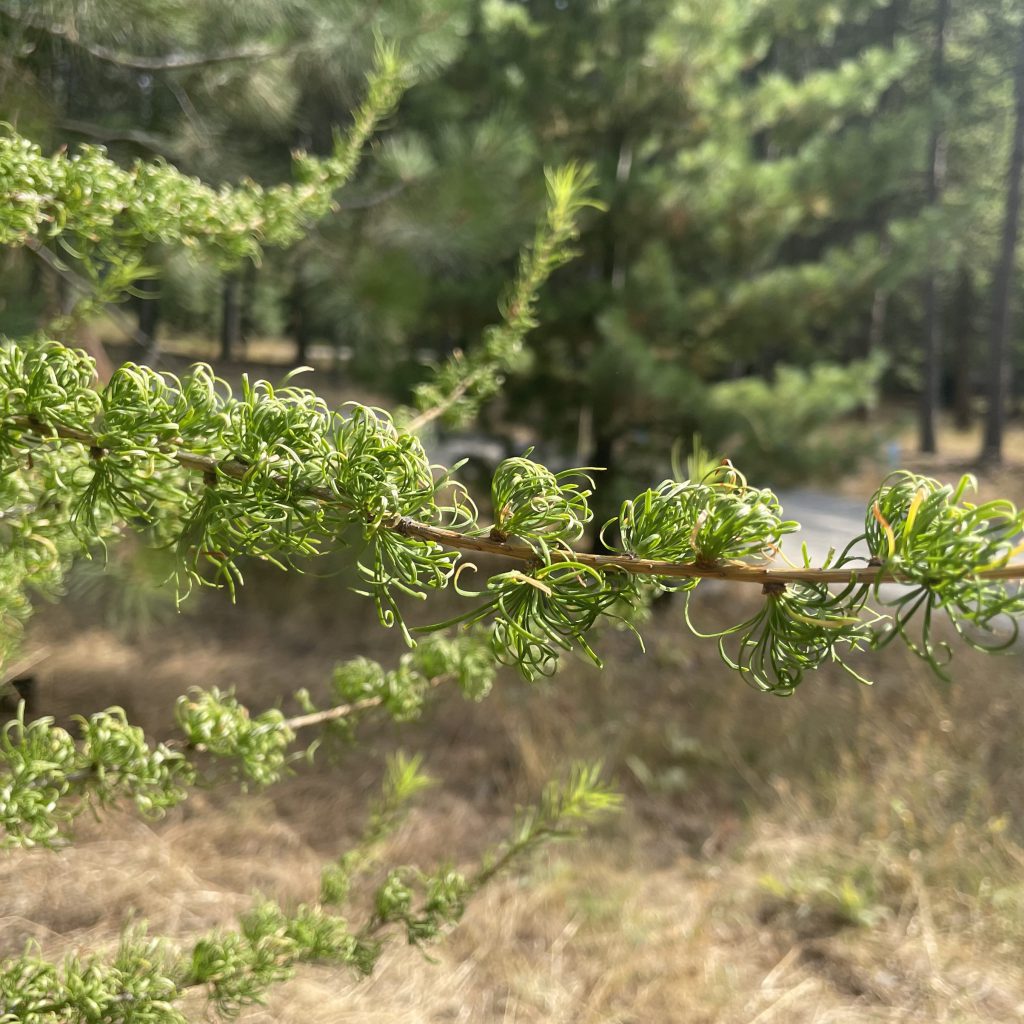 Herbicide and Silviculture