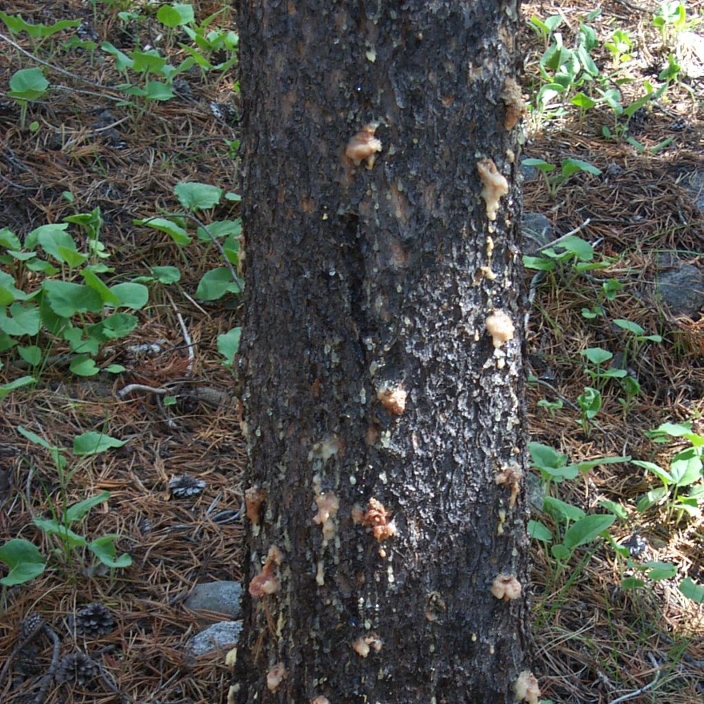 Mountain Pine Beetle
