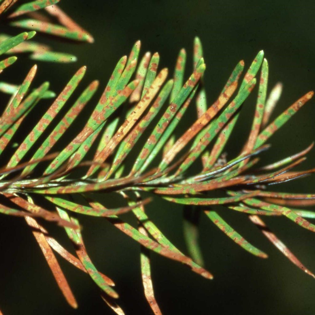 Needle Diseases Firs