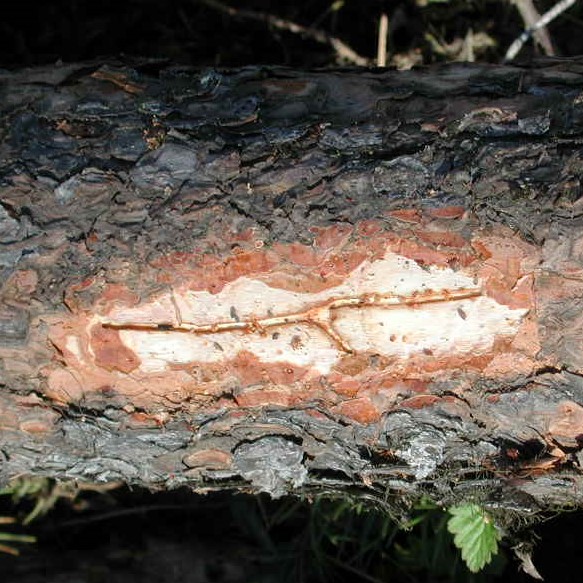 Pine Engraver