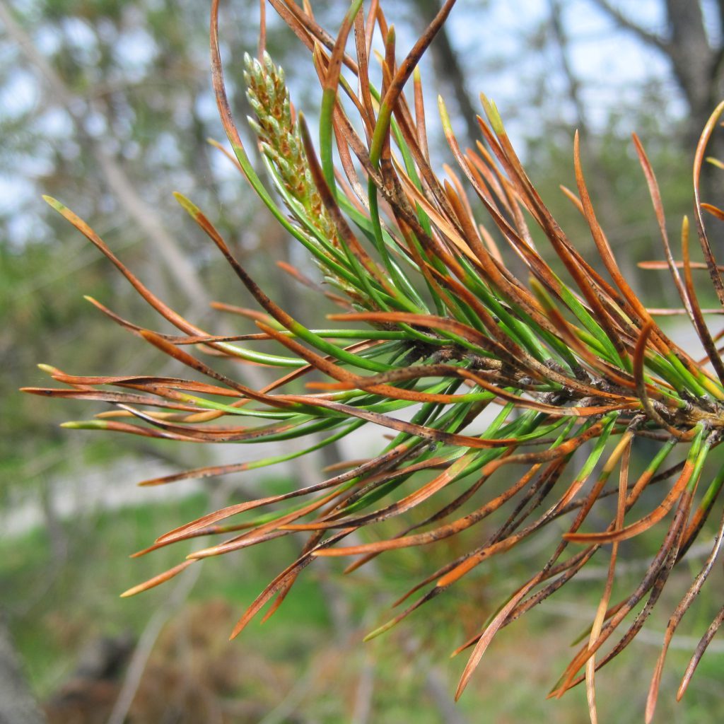 Pine Needle Disease