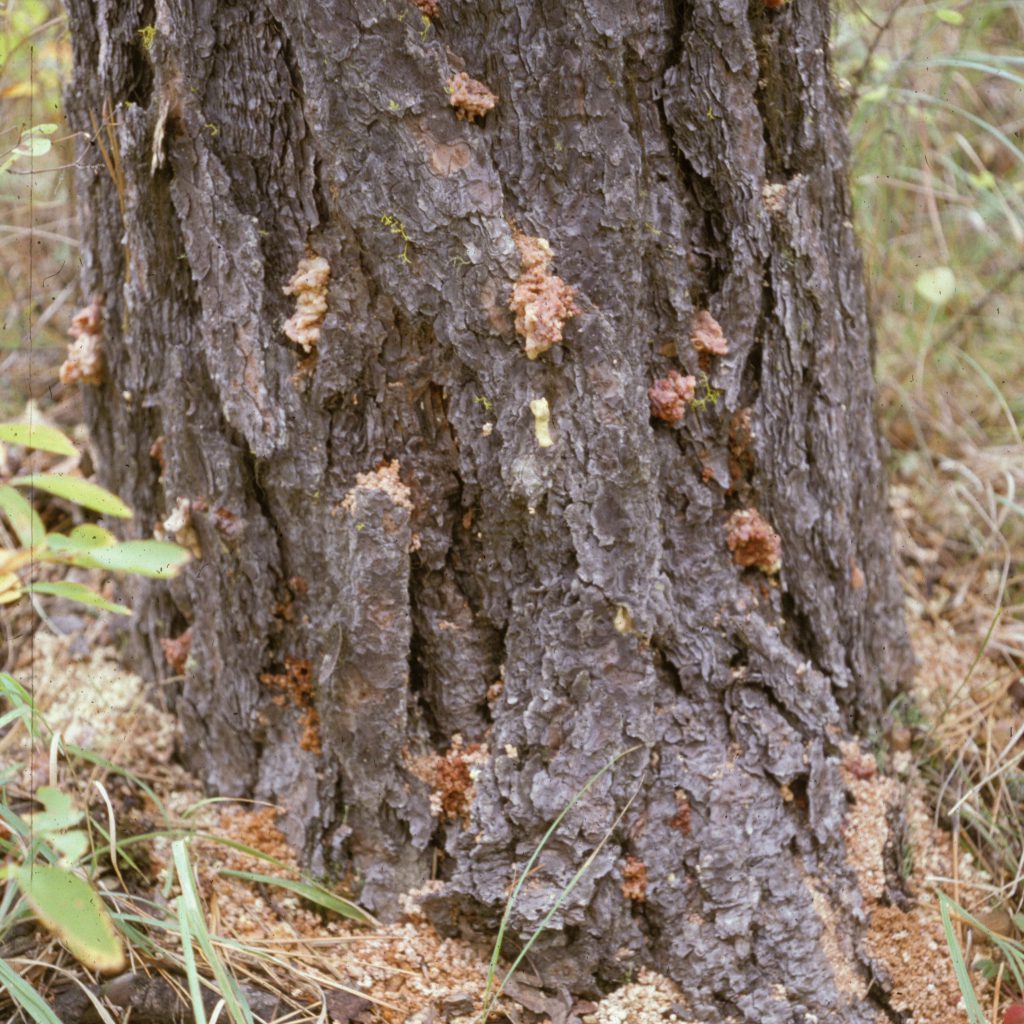 Red Turpentine Beetle