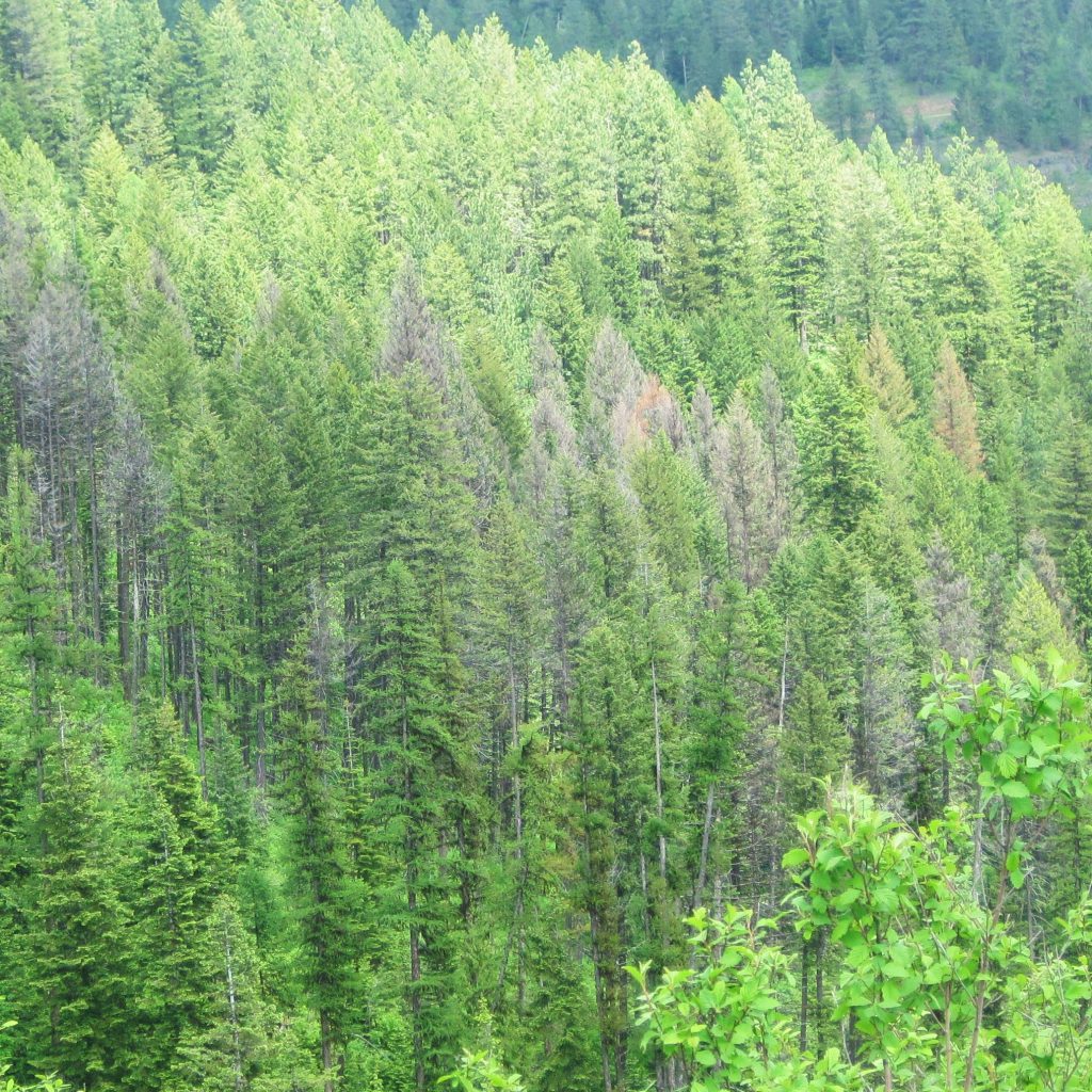 Root Disease