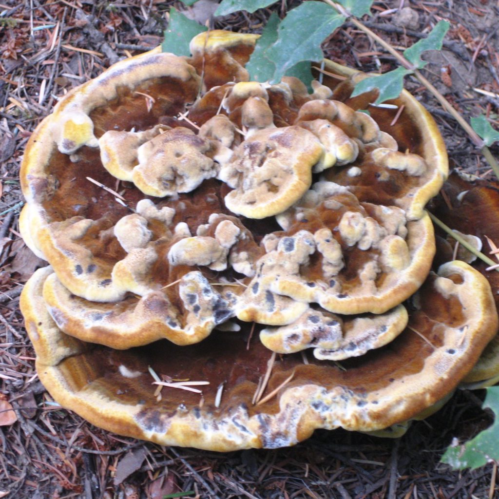 Schweinitzii