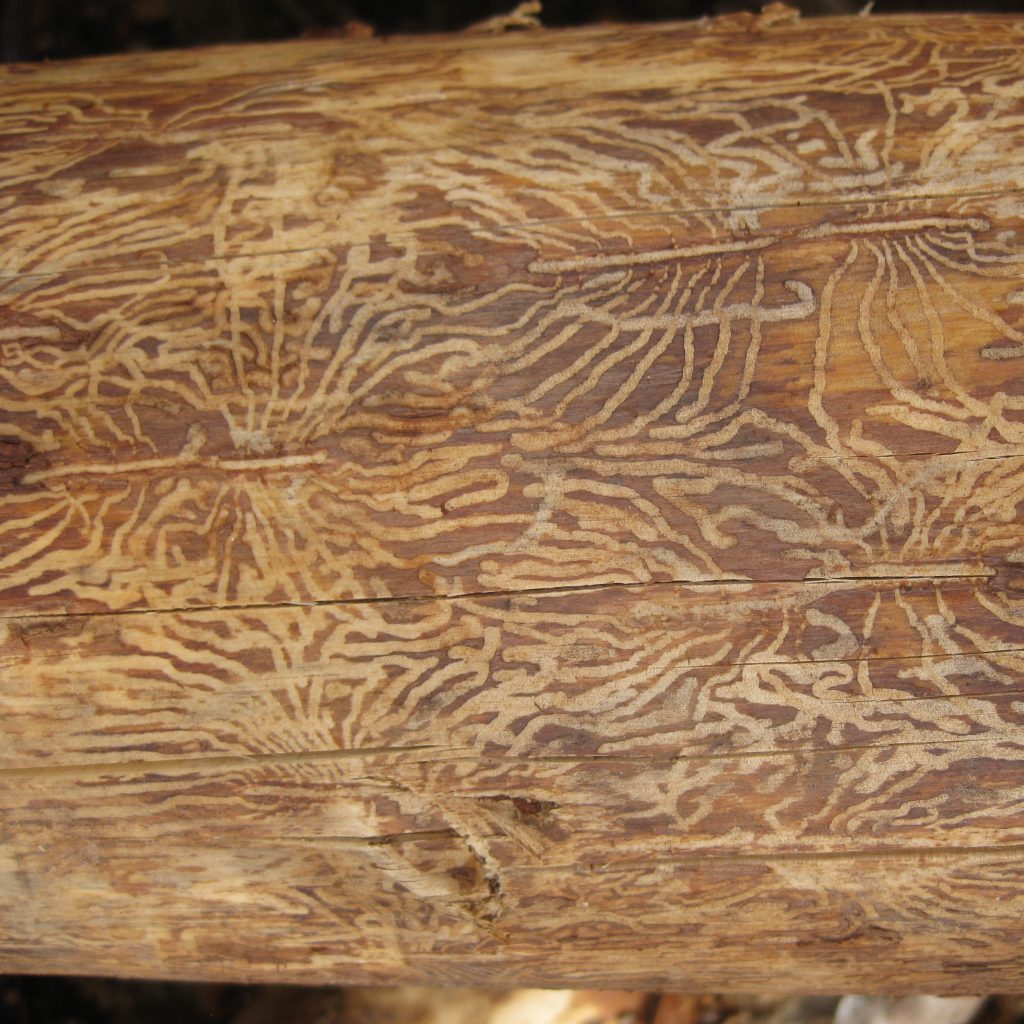 Secondary Bark Beetles