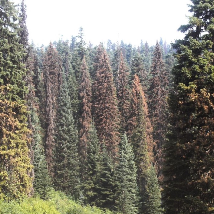 Spruce Beetle