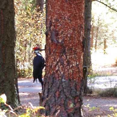 Western Pine Beetle