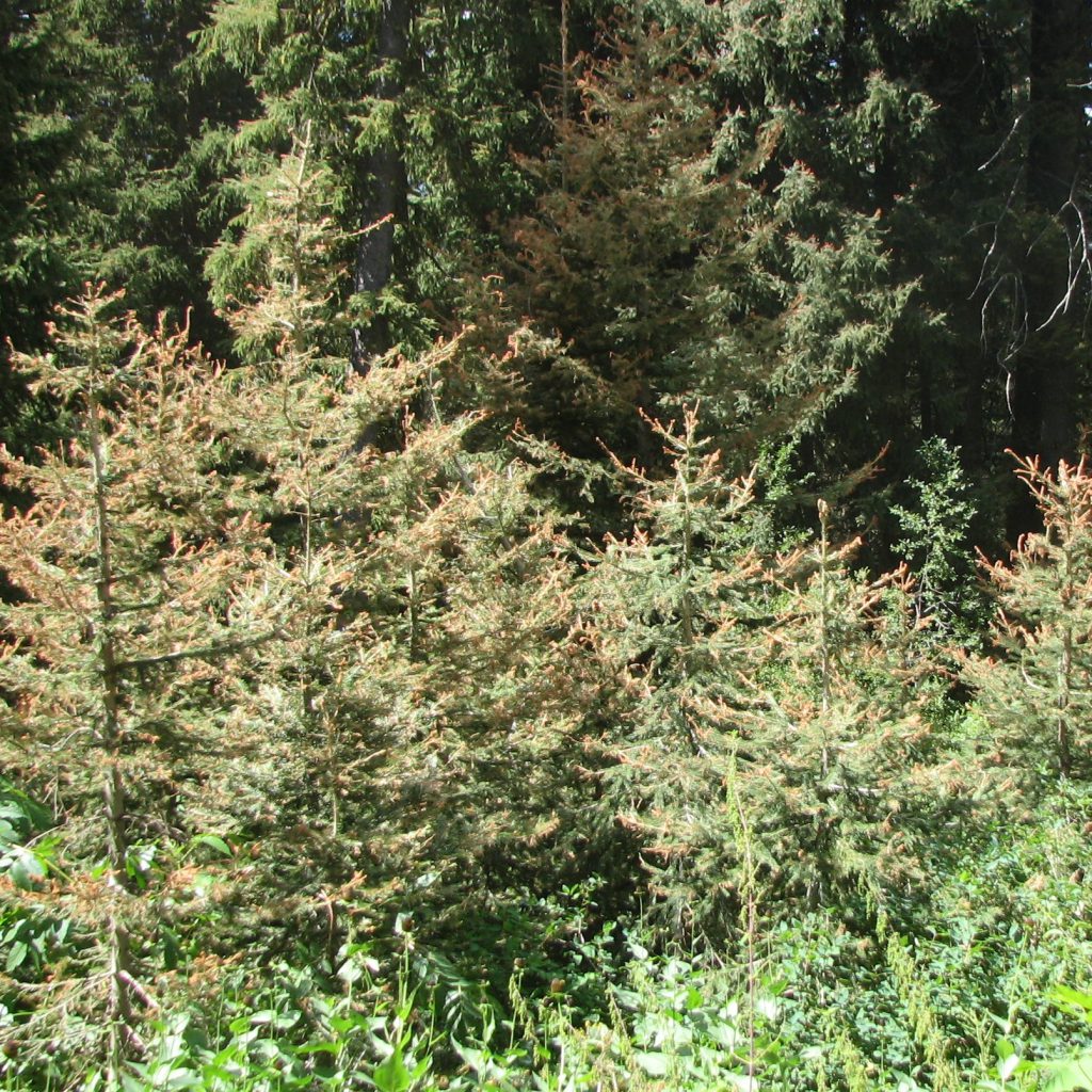 Western Spruce Budworm