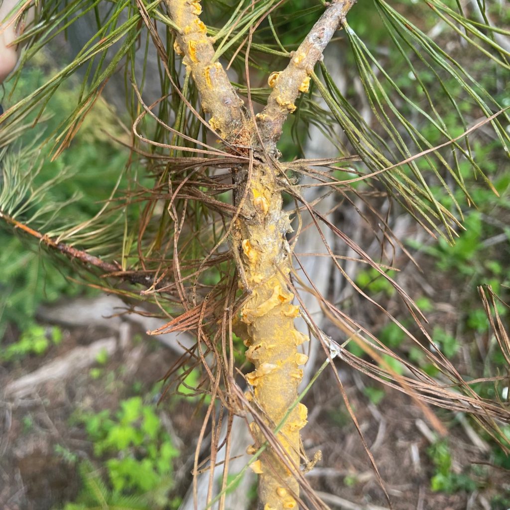 White Pine Blister Rust