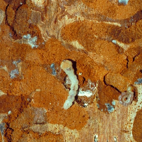 Woodborers