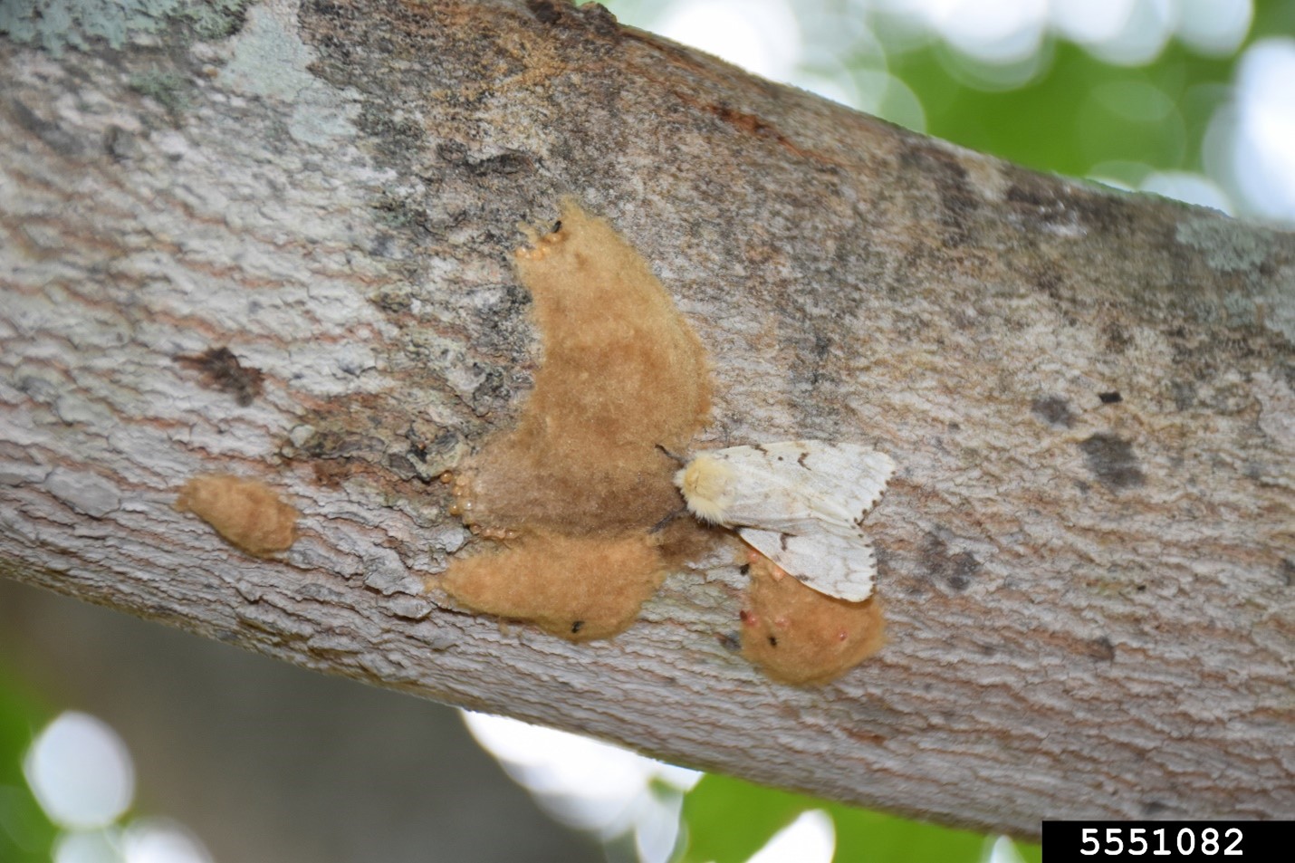 Female moth with egg sacks