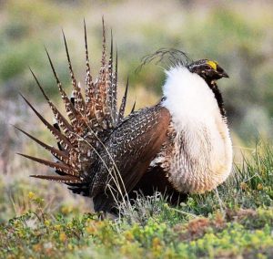 sage-grouse