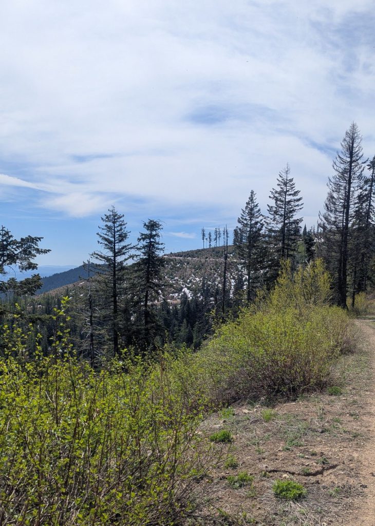 a trail along the side of a mountain overlooking trees and blue sky