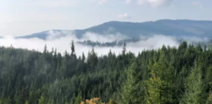 A fog on top of a mountain range and trees