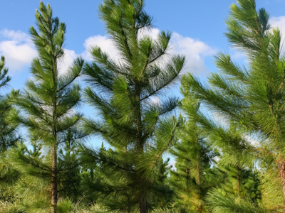 young pine trees