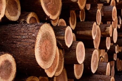 Timber Sales