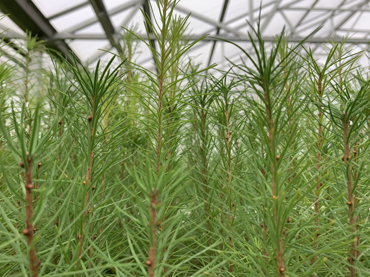 Seedlings