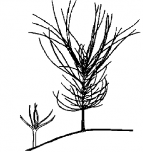 tree seedling sketch
