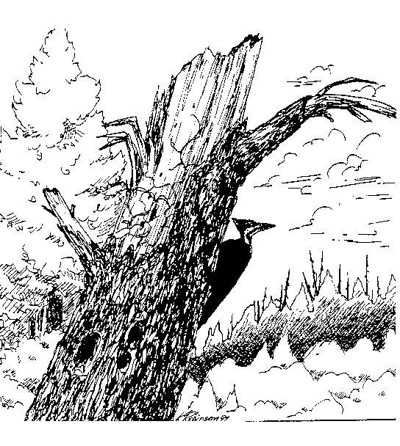 sketch of a tree with a woodpecker