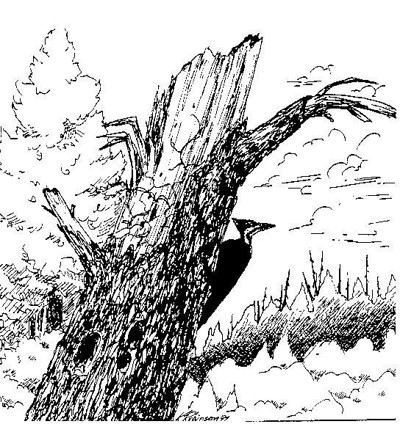 sketch of a tree with a woodpecker