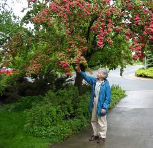 photo of a flowering tree and a woman