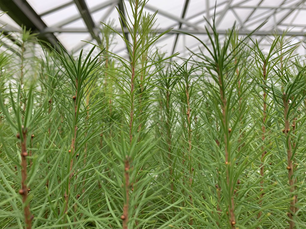 Seedlings