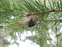 female douglas-fir tussock moth emerging from cocoon photo