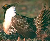 sage grouse photo