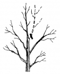 tree sketch graphic to prevent a double top