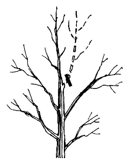 tree sketch graphic to prevent a double top
