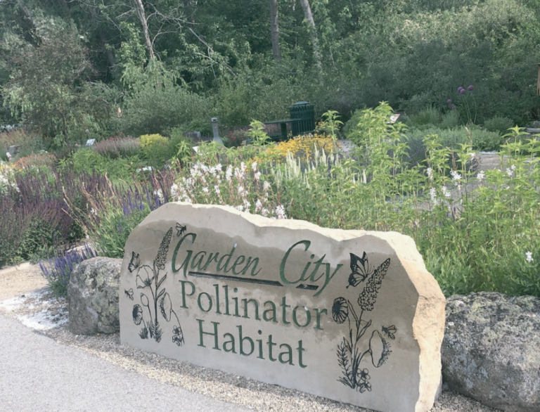 Photo of Garden City Pollinator Habitat