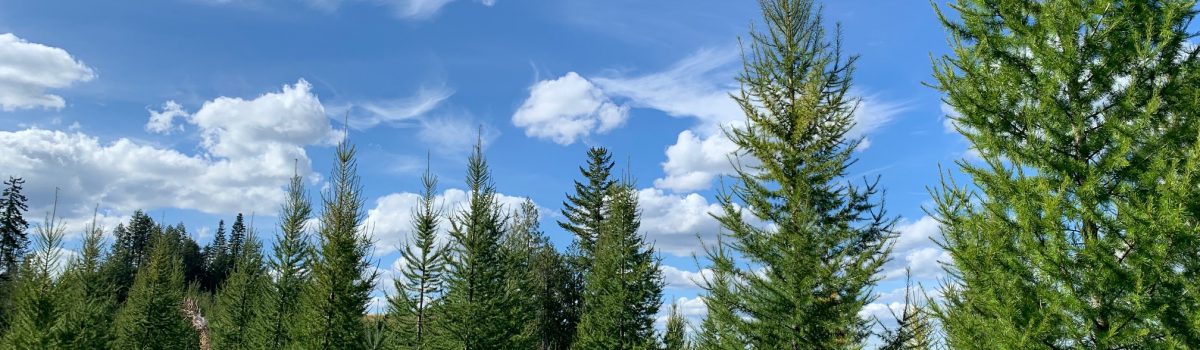 Young trees in the forest