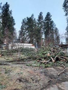 Trees damaged by storms