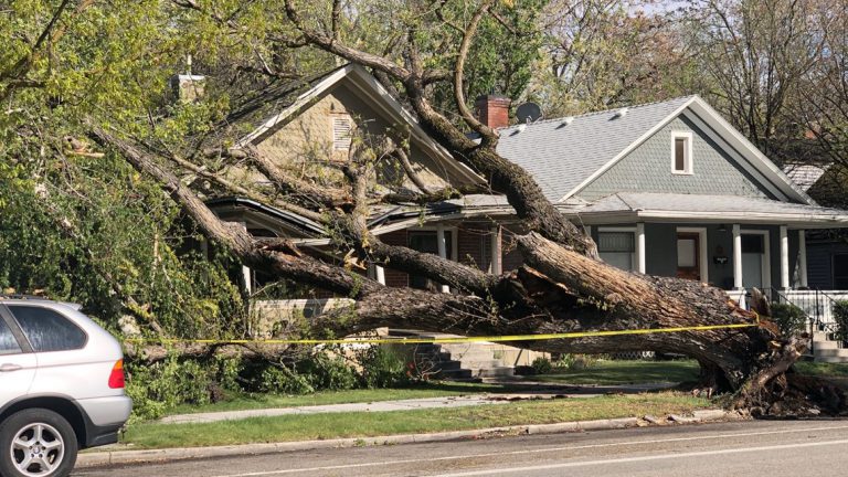 Photo of a downed tree on a home in Boise after a windstorm