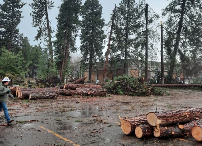 Photo of tree clean up after a storm in Northern Idaho