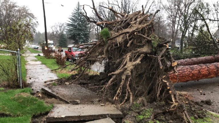 uprooted pine tree from a windstorm