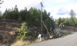 Trees damaged by storms